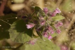 Blumea neilgherrensis